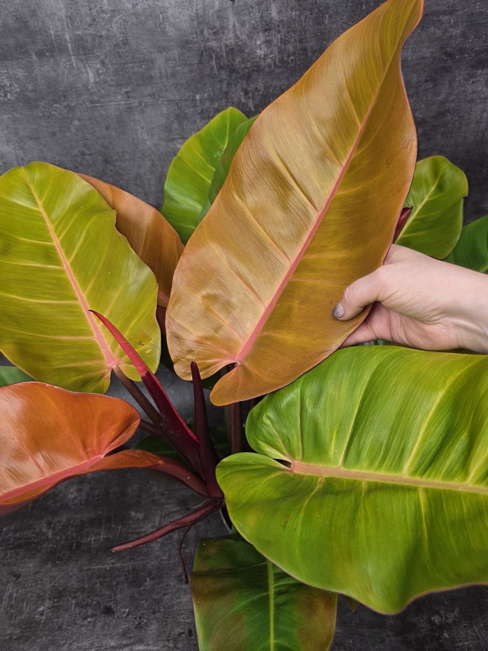 Philodendron Princ of Orange XXL