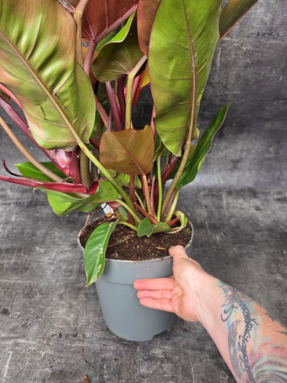 Philodendron Princ of Orange XXL