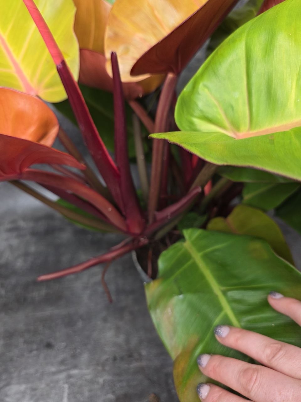 Philodendron Princ of Orange XXL