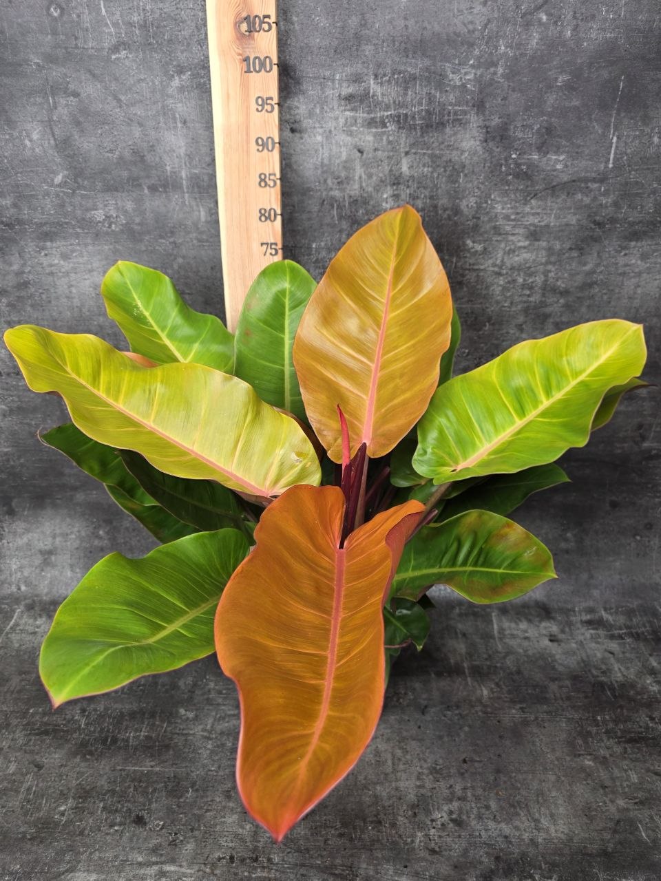 Philodendron Princ of Orange XXL