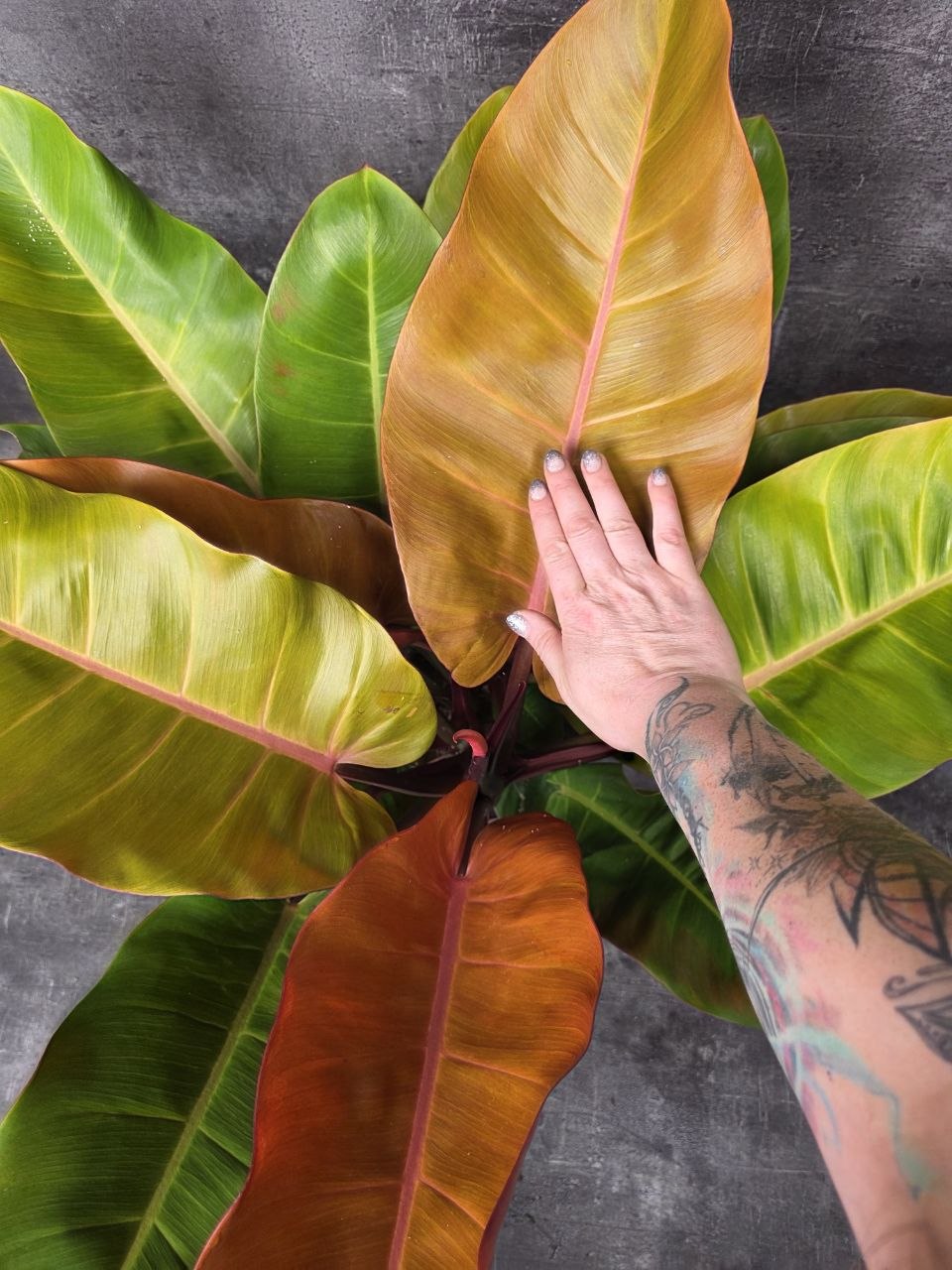 Philodendron Princ of Orange XXL