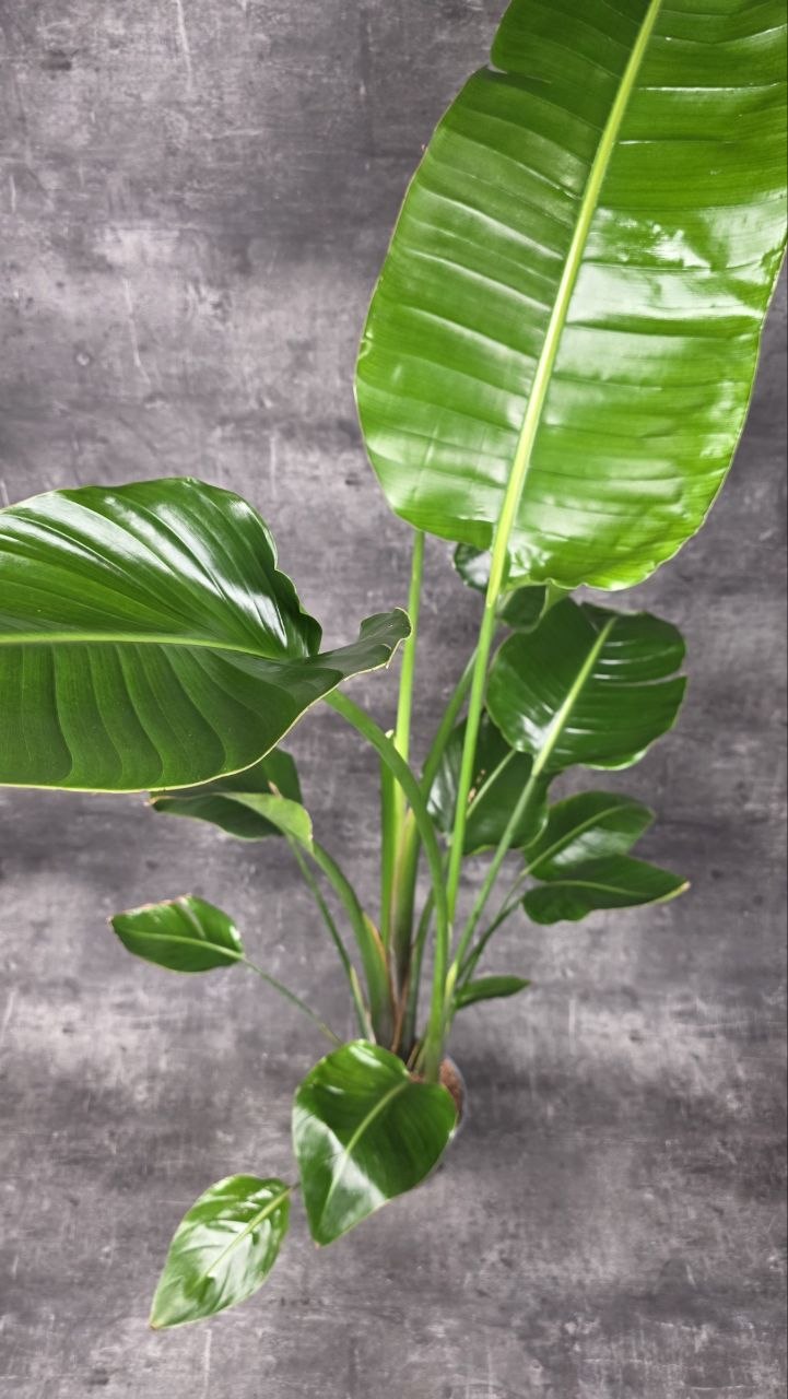 Strelitzia Nicolai 160 cm
