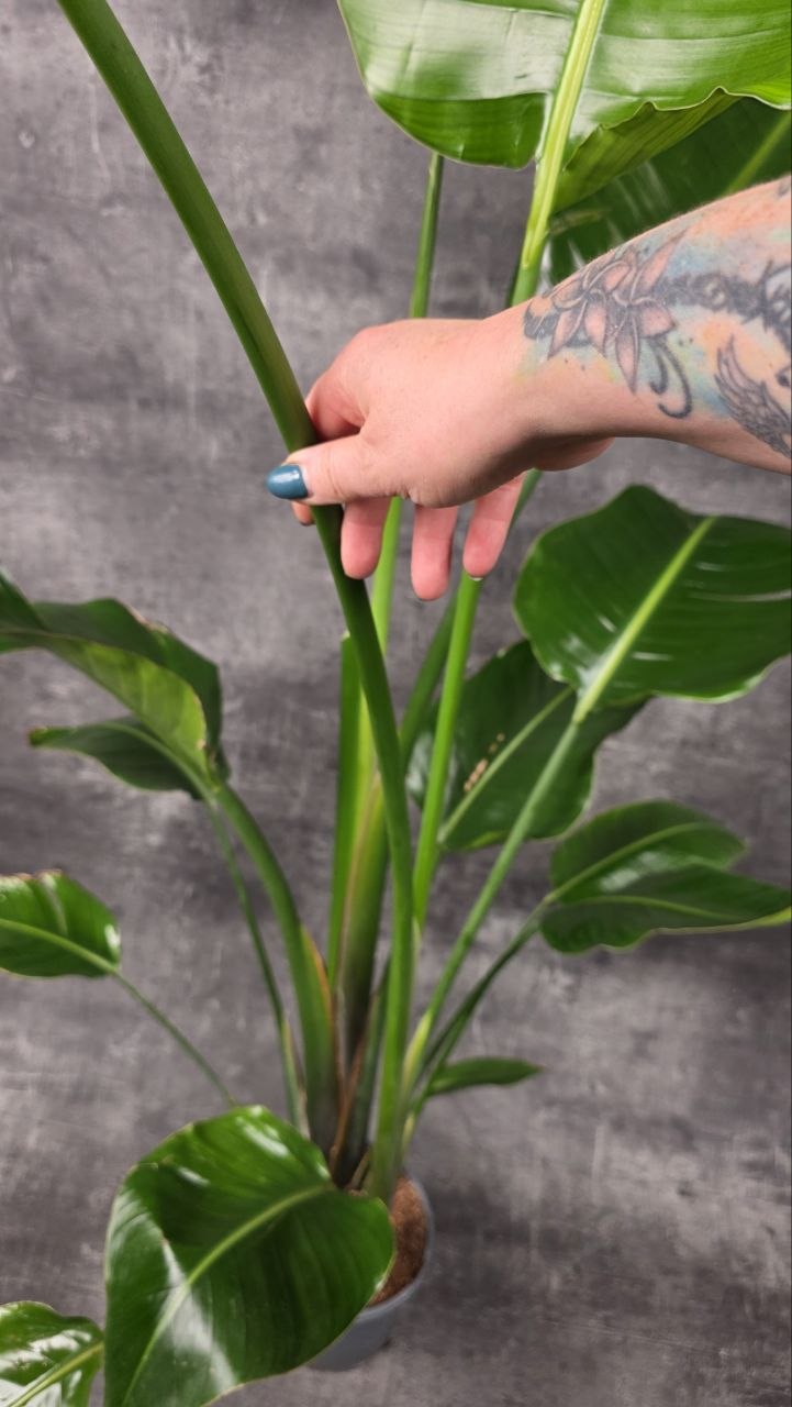Strelitzia Nicolai 160 cm