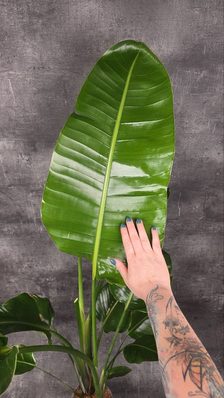 Strelitzia Nicolai 160 cm