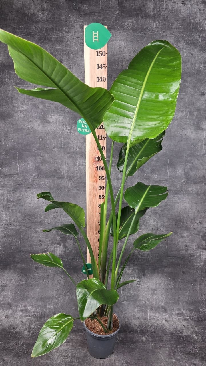 Strelitzia Nicolai 160 cm