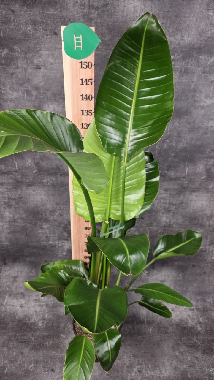 Strelitzia Nicolai 4 rostliny v 1