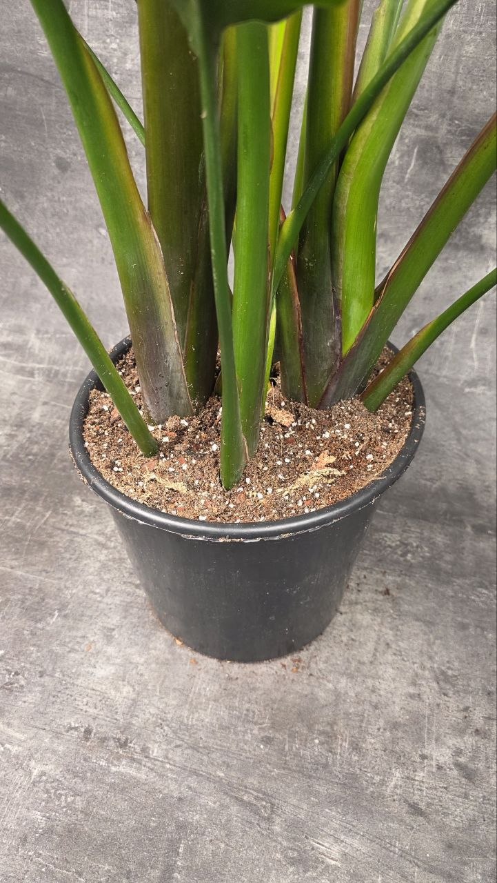 Strelitzia Nicolai 4 rostliny v 1