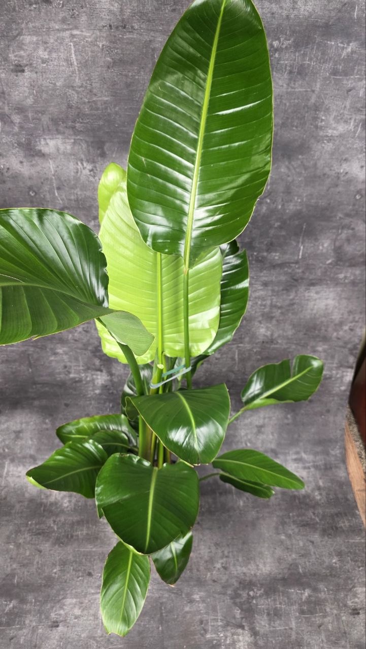 Strelitzia Nicolai 4 rostliny v 1