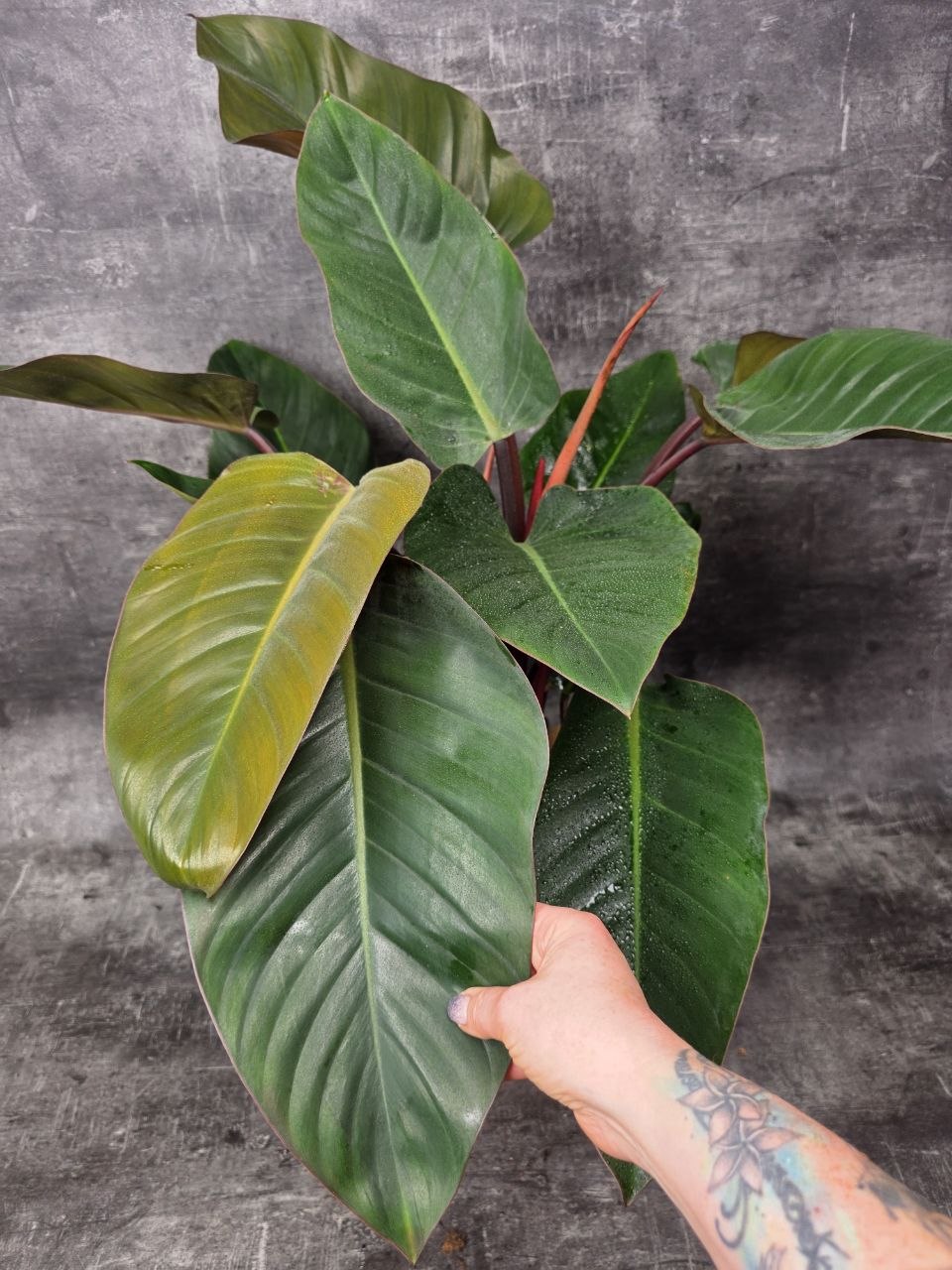 Philodendron Red XXL