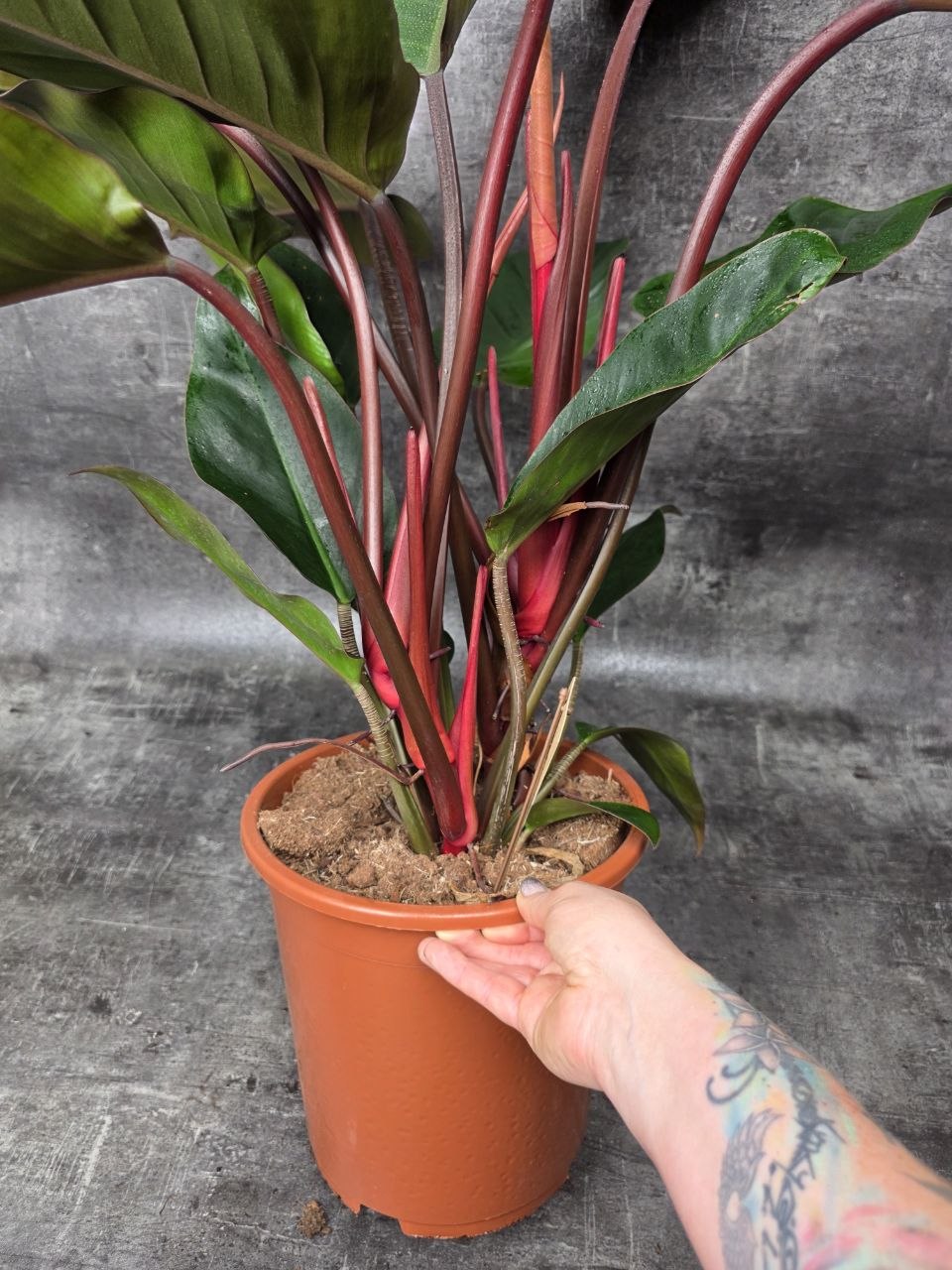 Philodendron Red XXL