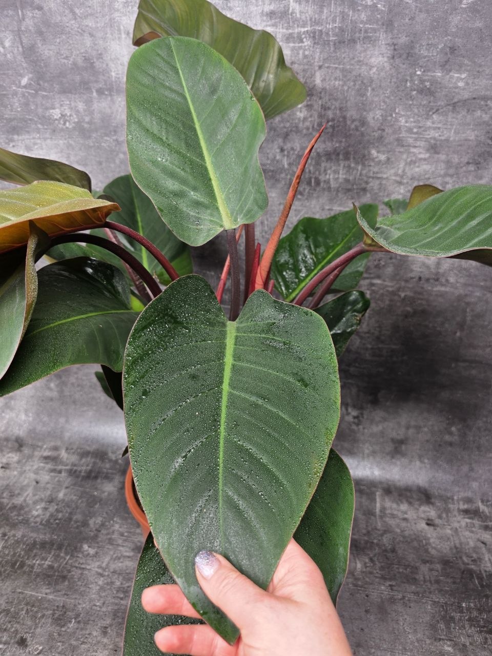 Philodendron Red XXL