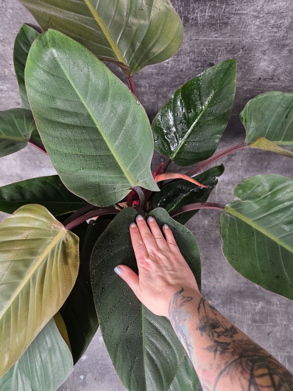 Philodendron Red XXL