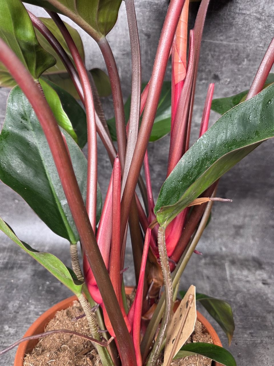 Philodendron Red XXL