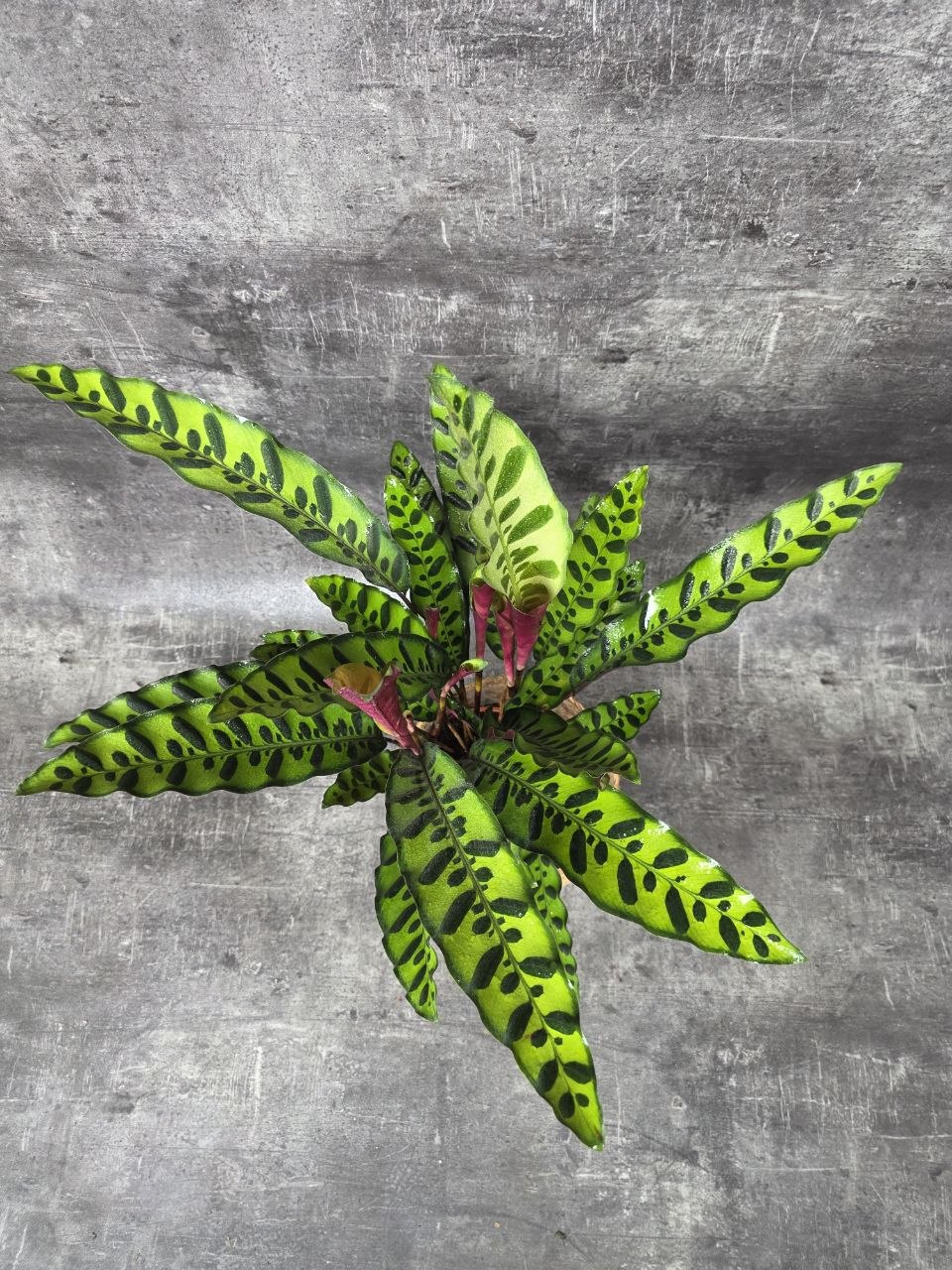 Calathea lancifolia XL