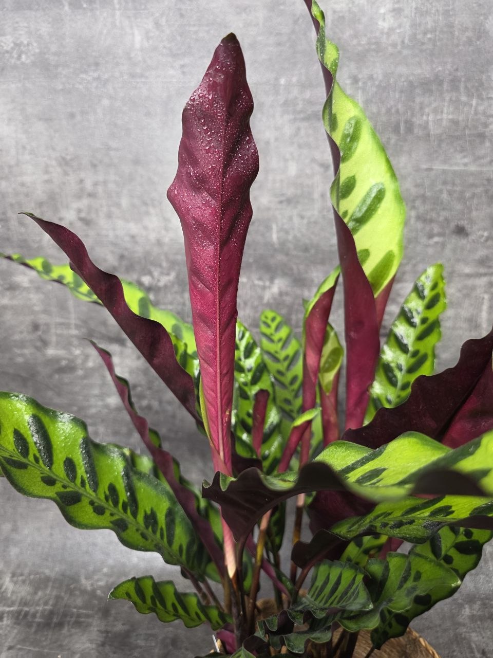 Calathea lancifolia XL