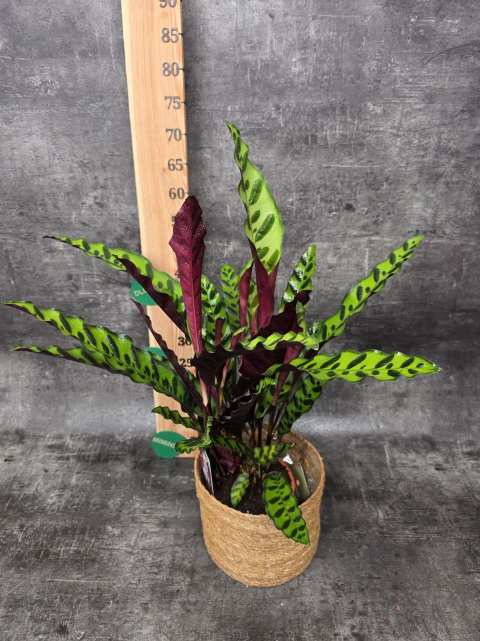 Calathea lancifolia XL