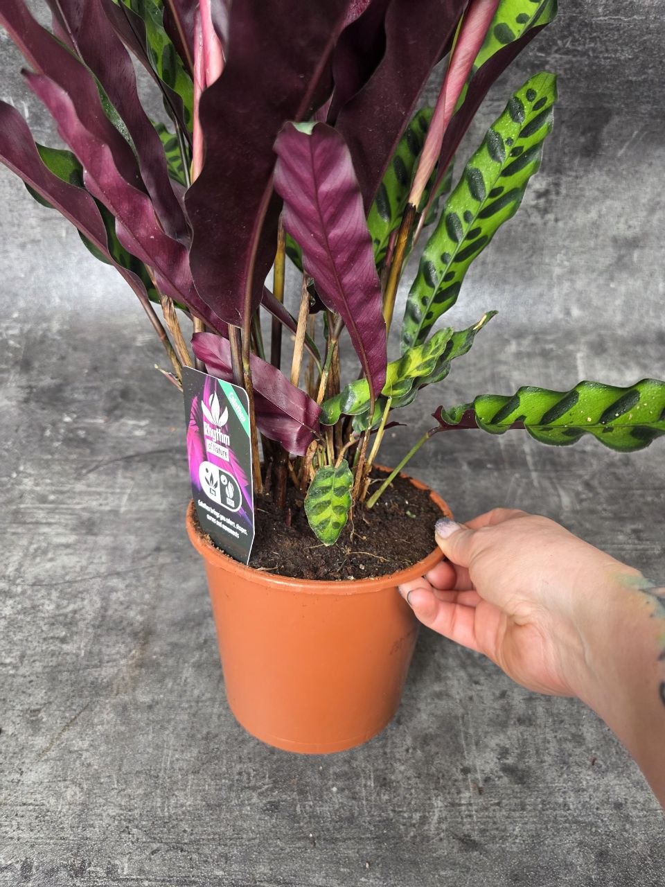 Calathea lancifolia XL