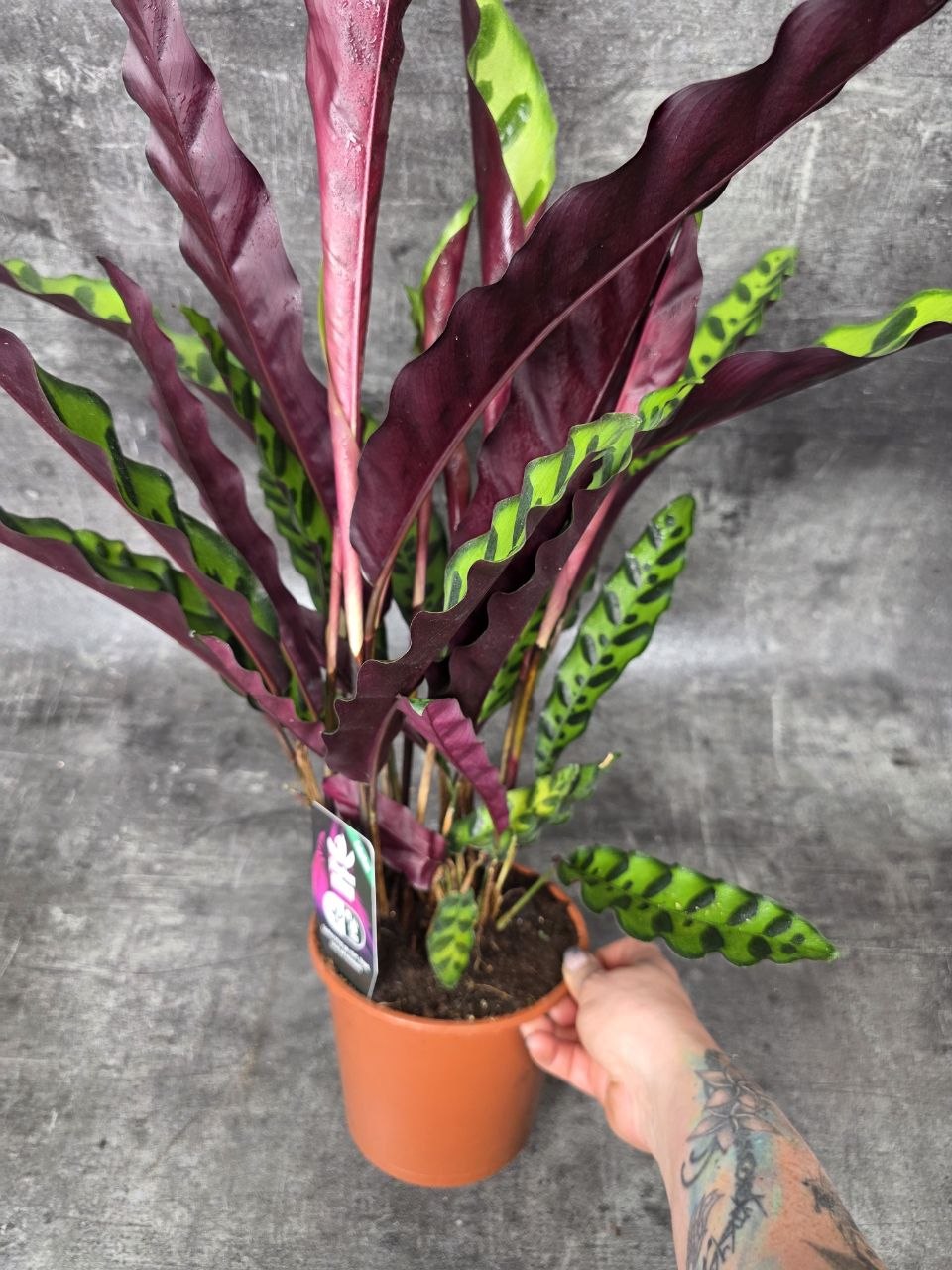 Calathea lancifolia XL