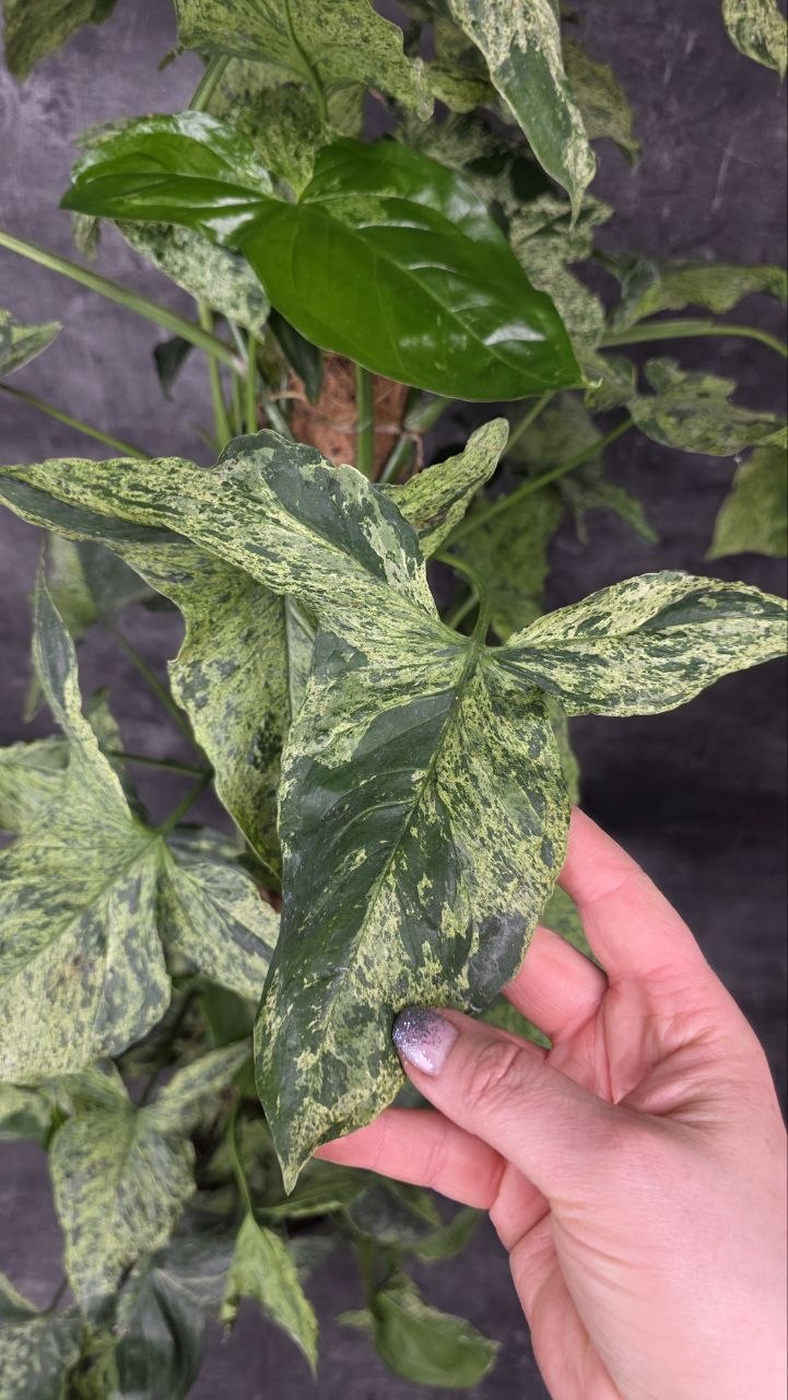 Syngonium Mottled XXL