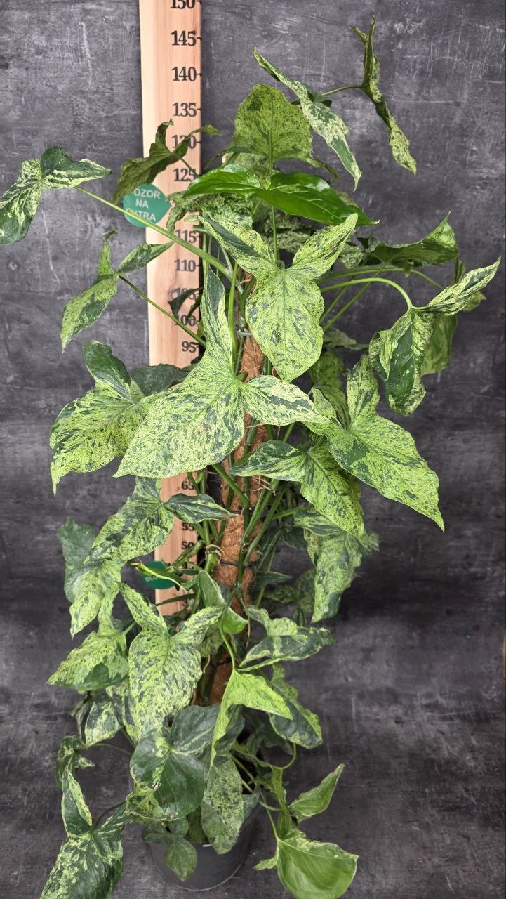 Syngonium Mottled XXL