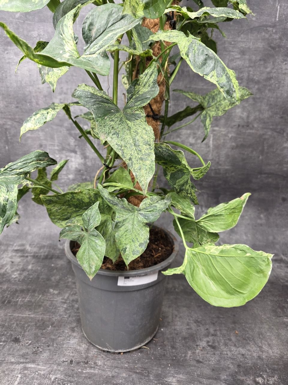 Syngonium Mottled XXL