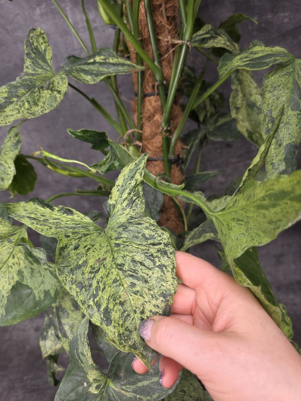Syngonium Mottled XXL