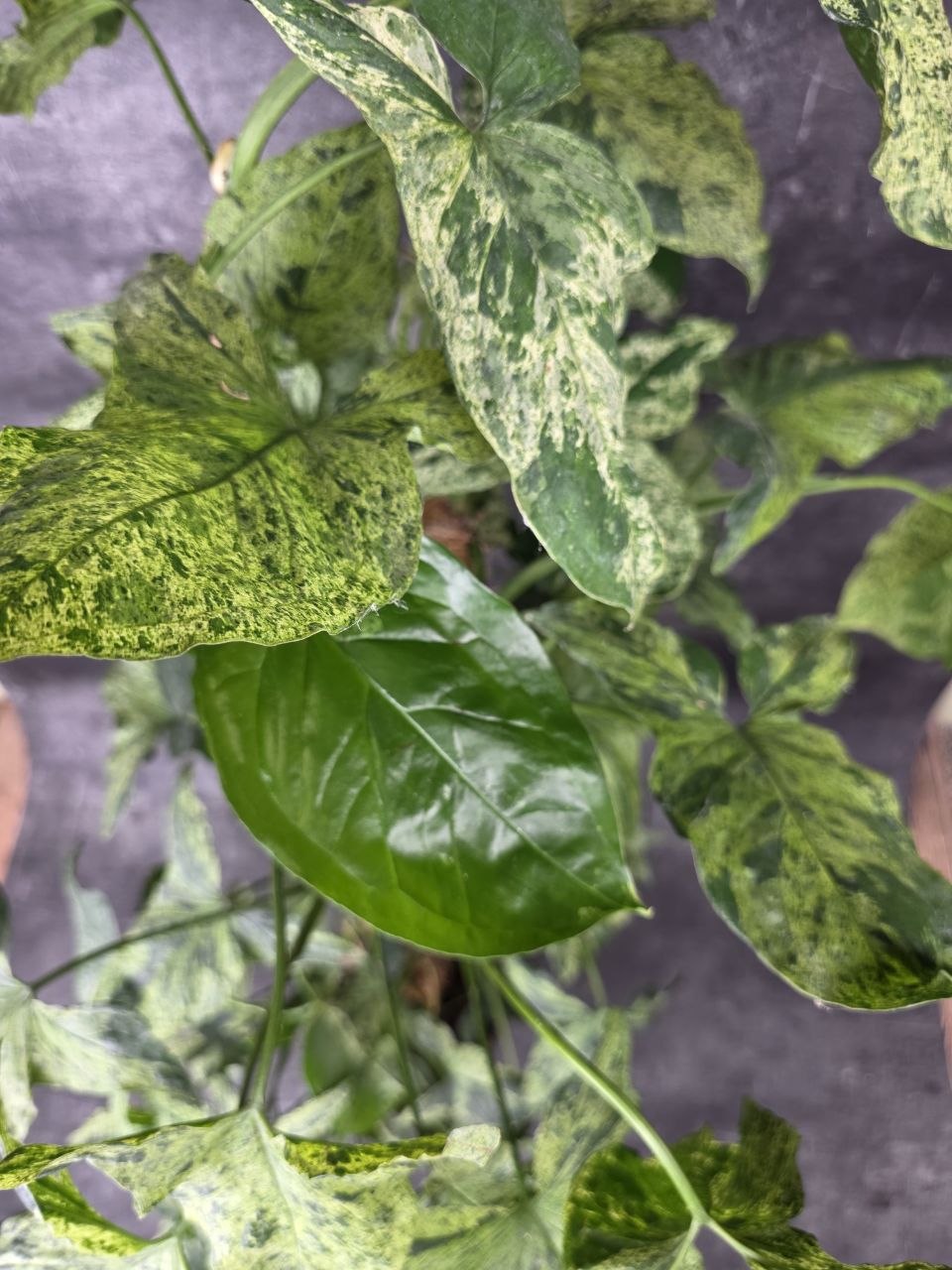 Syngonium Mottled XXL