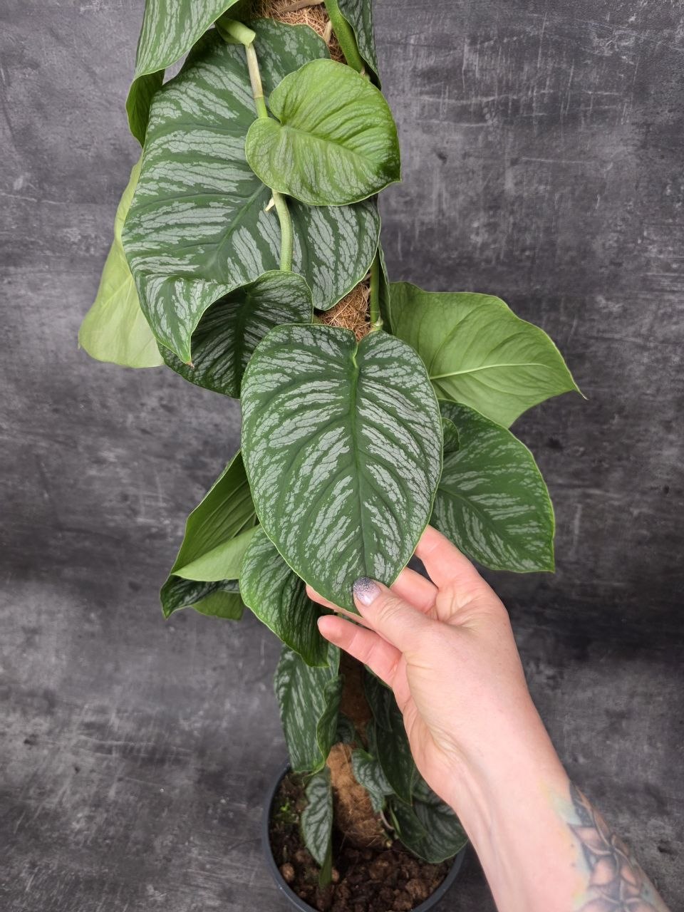 Monstera Dubia Juveniel XL