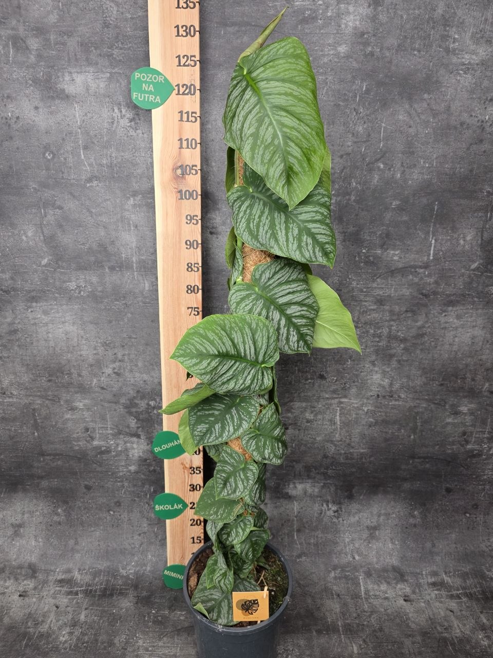 Monstera Dubia Juveniel XL