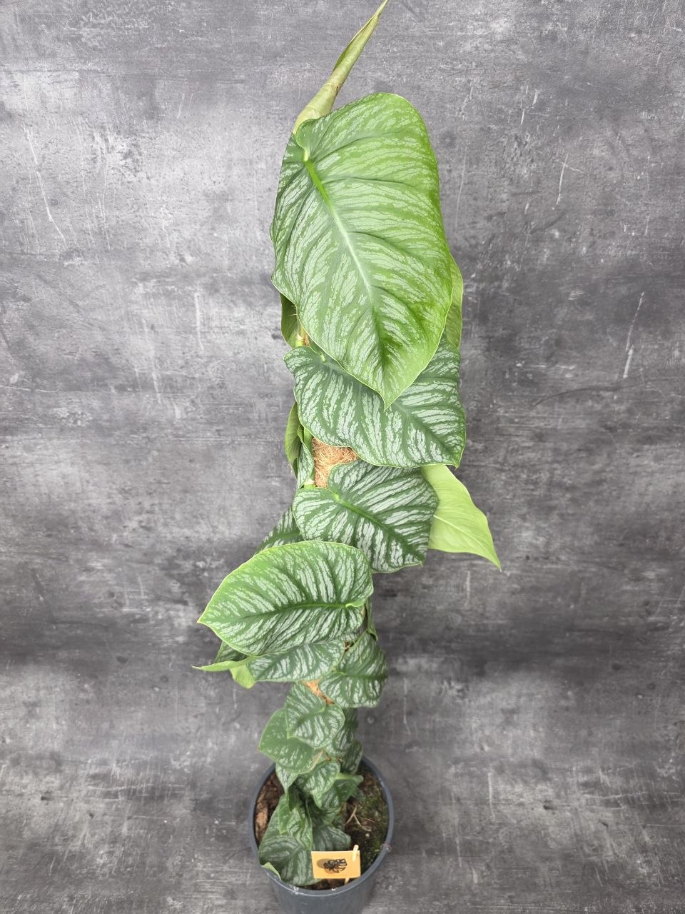 Monstera Dubia Juveniel XL