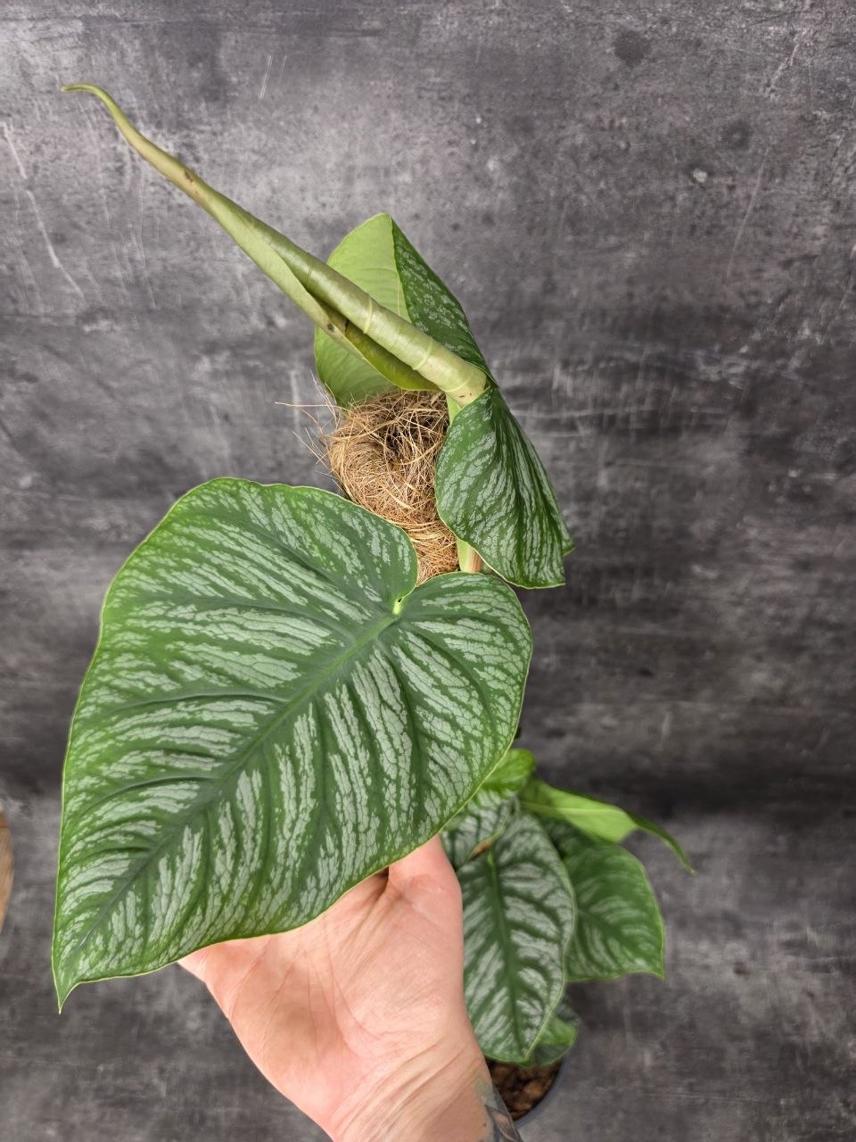 Monstera Dubia Juveniel XL