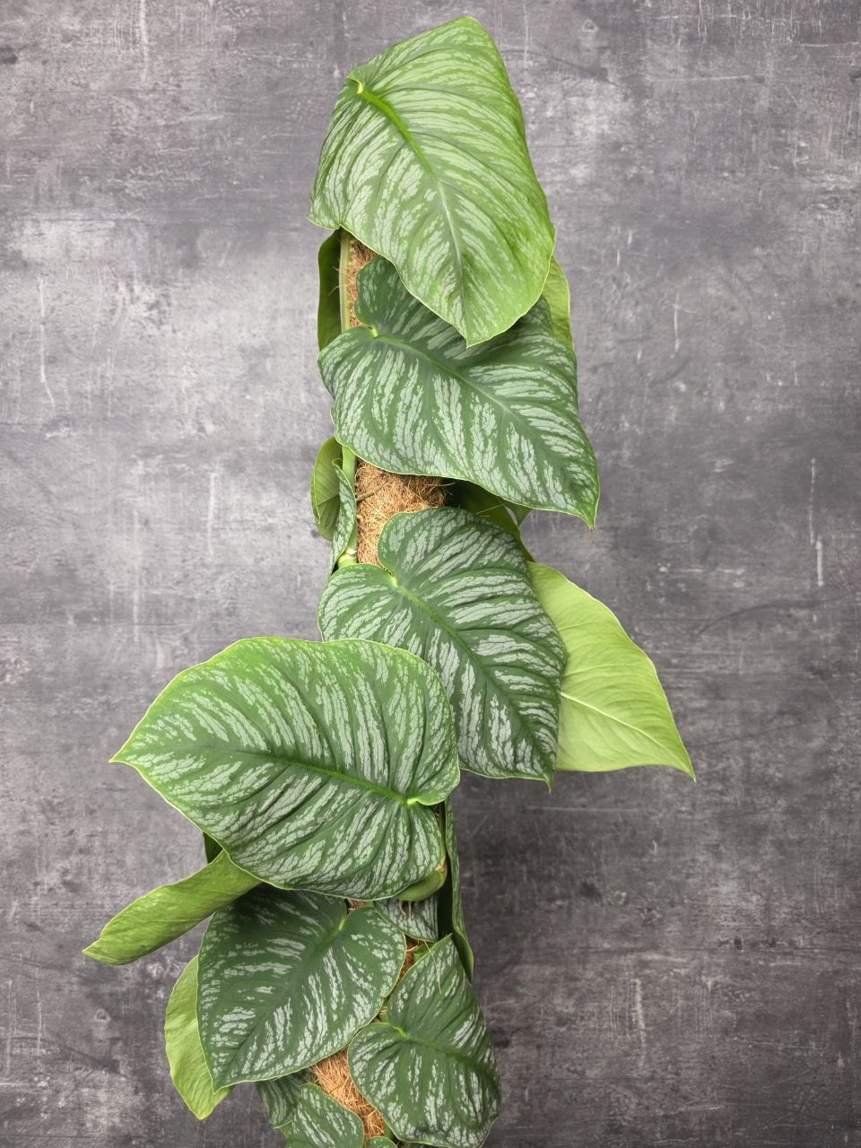 Monstera Dubia Juveniel XL