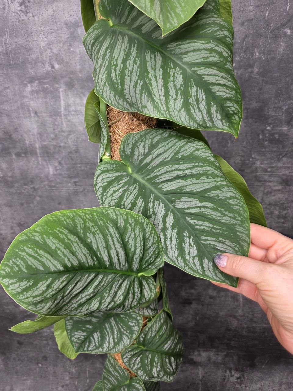 Monstera Dubia Juveniel XL