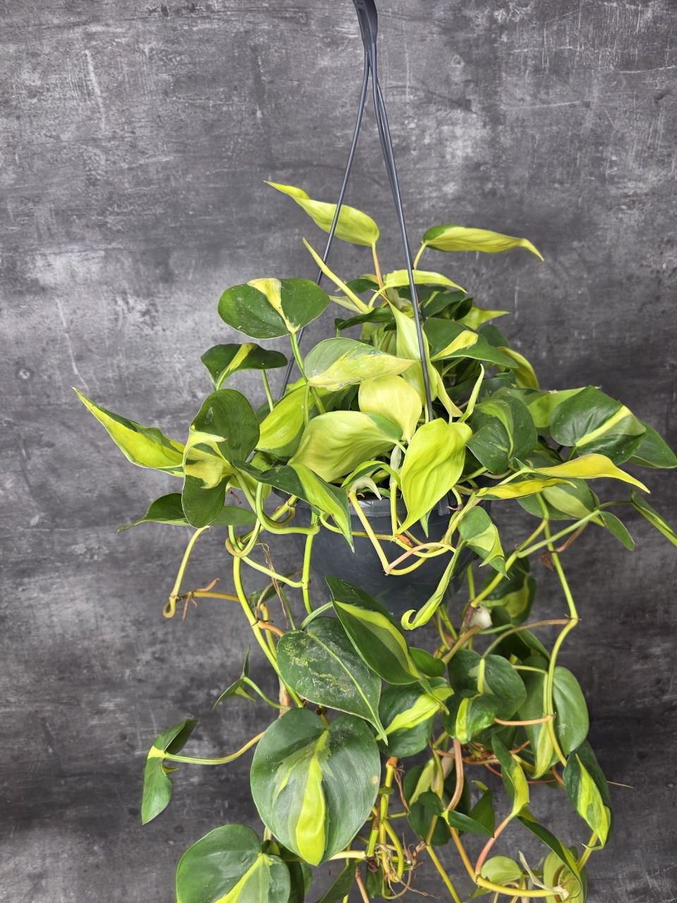 Philodendron Scandens Brasil závěs XXL