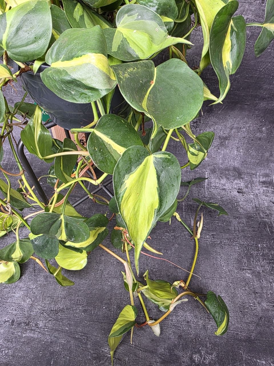 Philodendron Scandens Brasil závěs XXL
