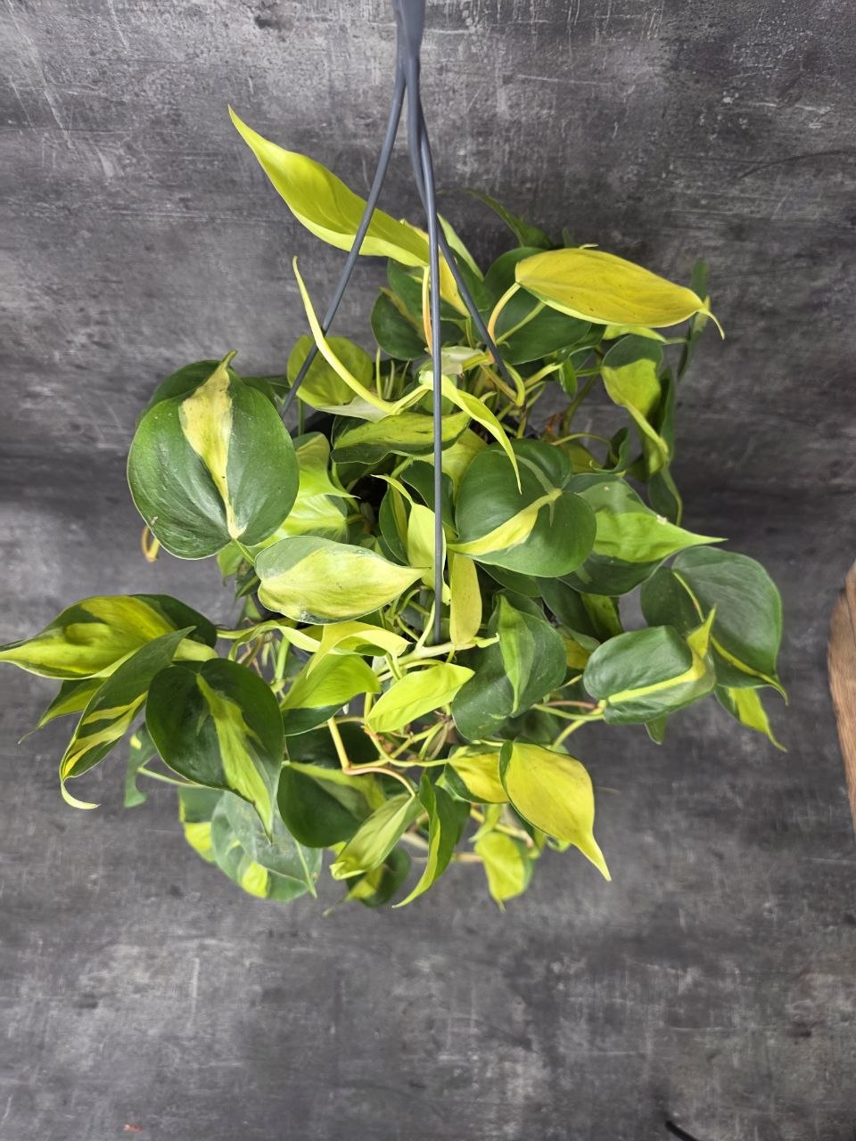 Philodendron Scandens Brasil závěs XXL