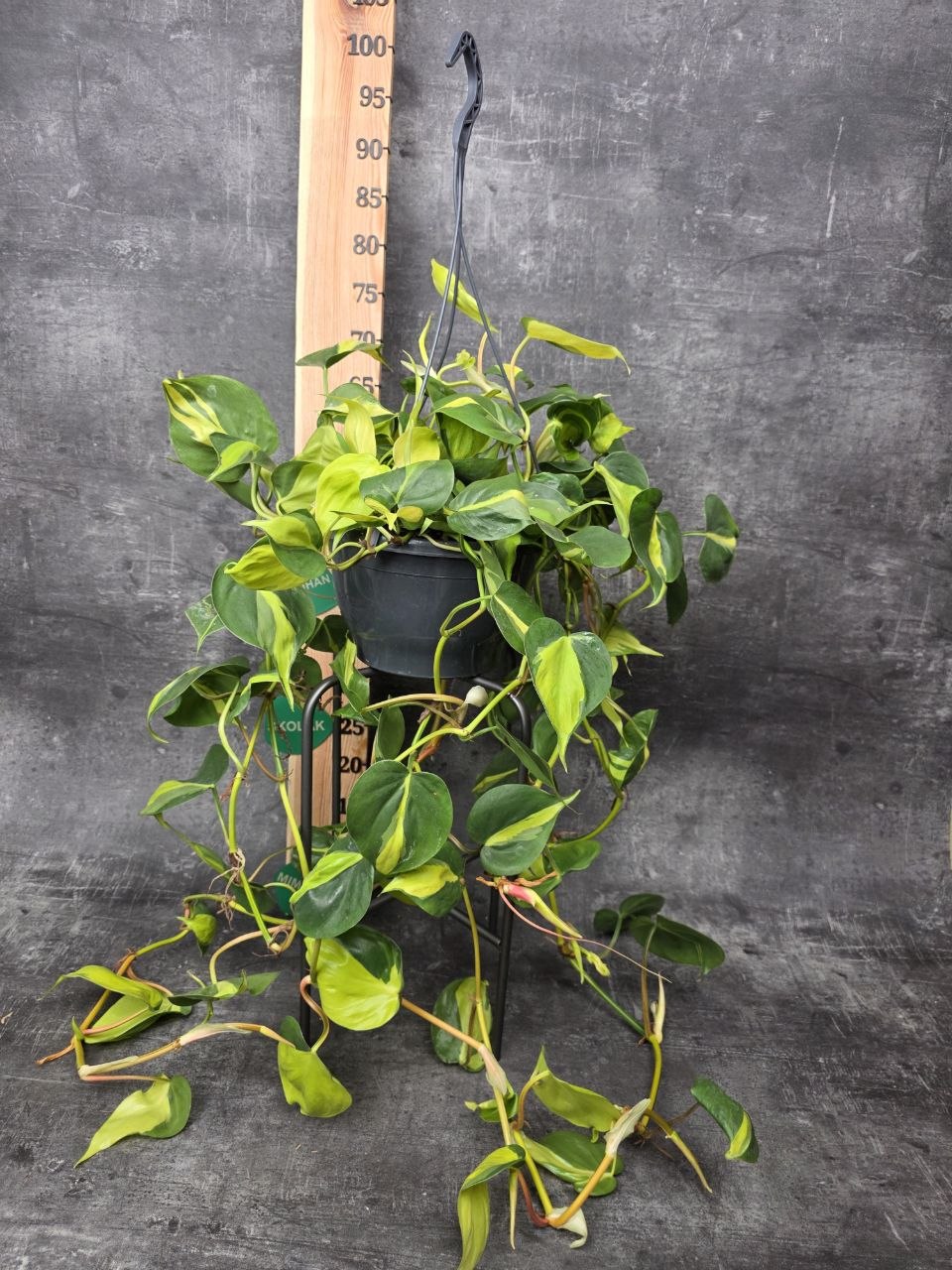 Philodendron Scandens Brasil závěs XXL