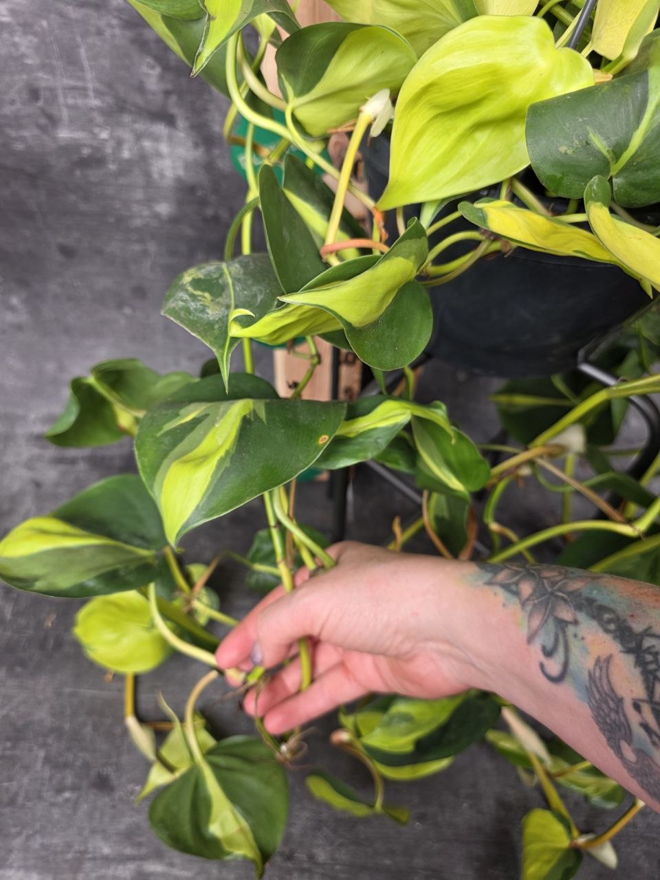 Philodendron Scandens Brasil závěs XXL