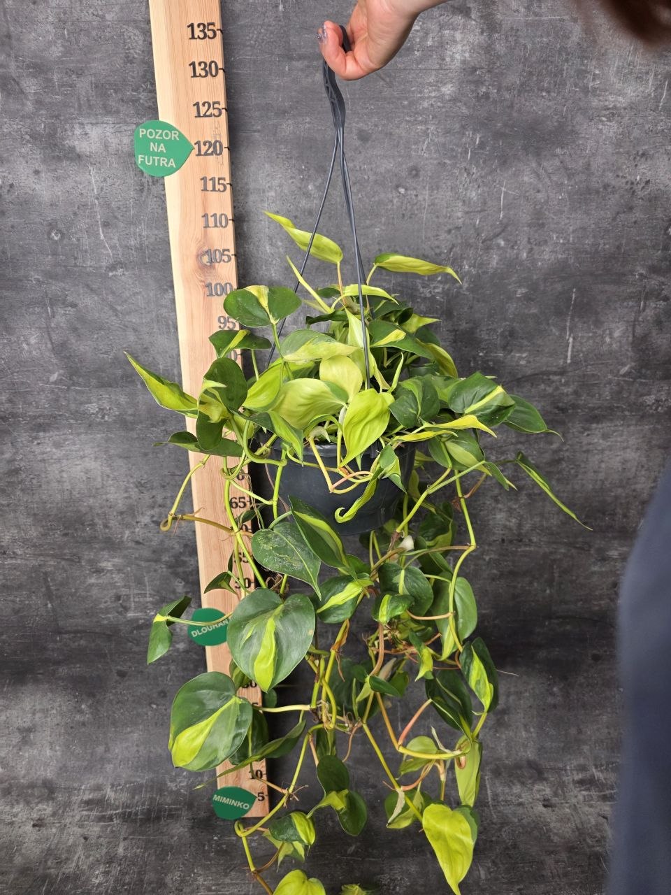 Philodendron Scandens Brasil závěs XXL