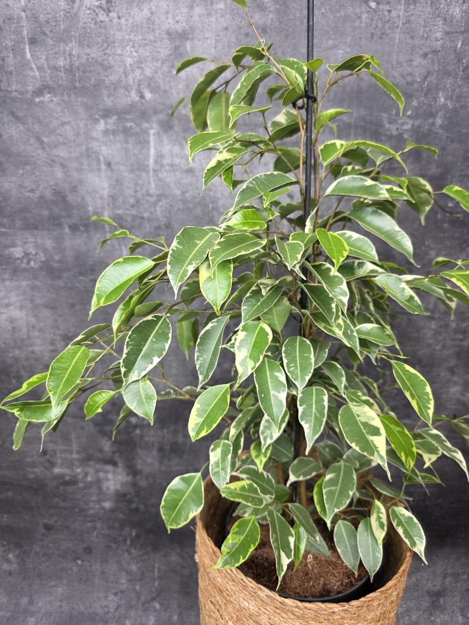 Ficus Golden King