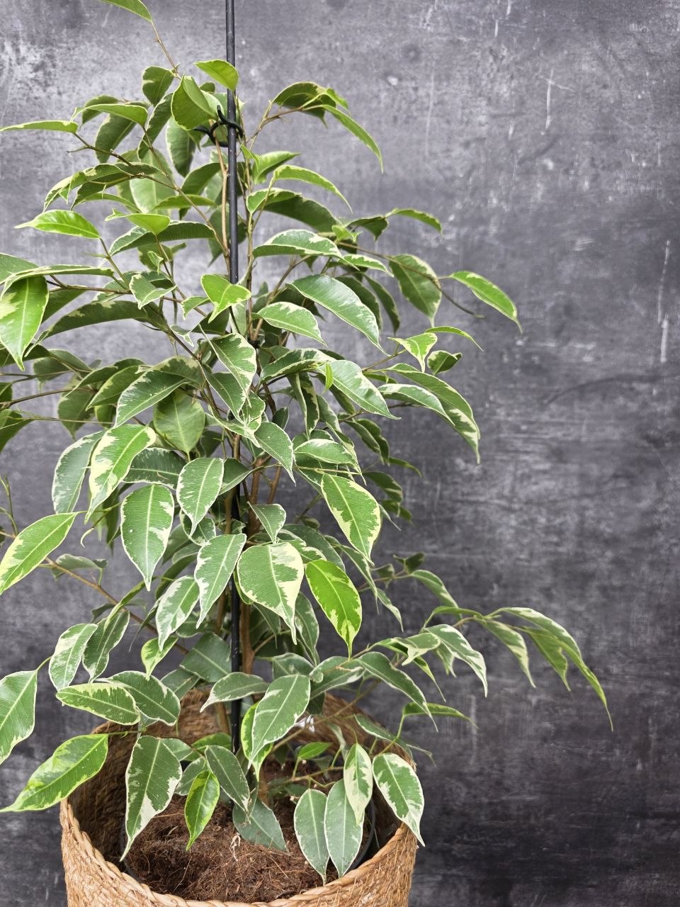 Ficus Golden King