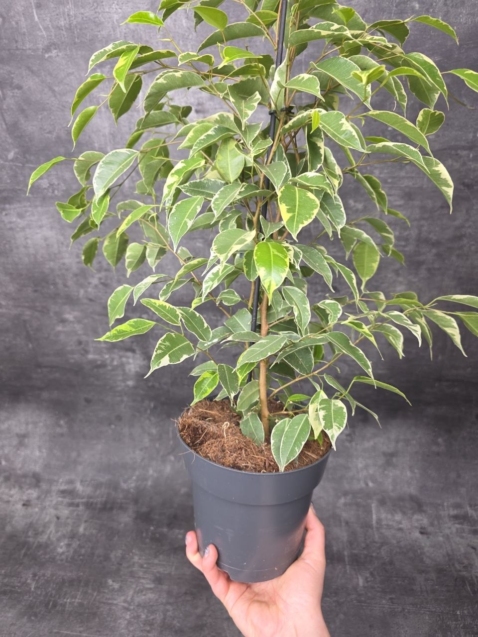 Ficus Golden King