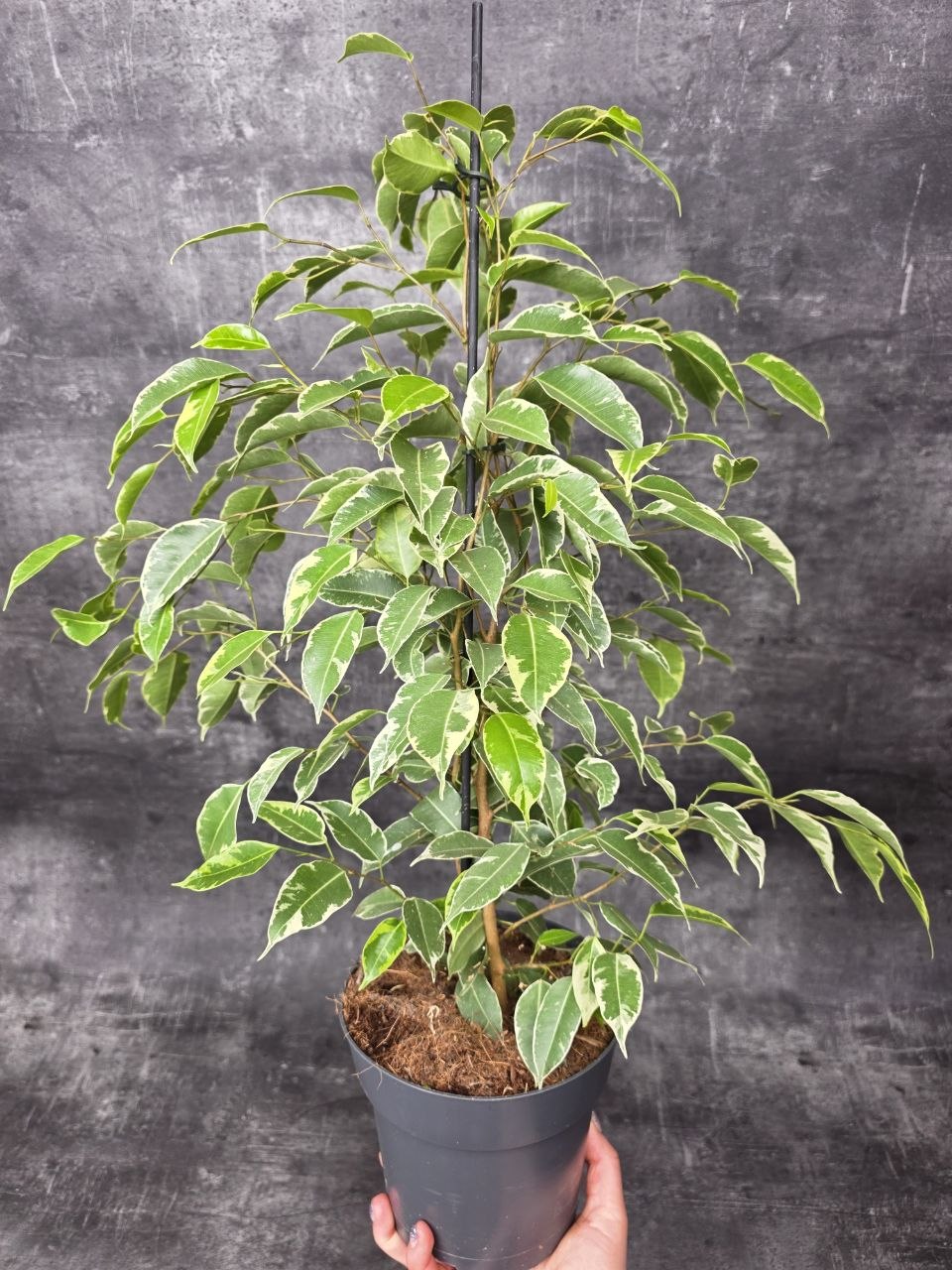 Ficus Golden King
