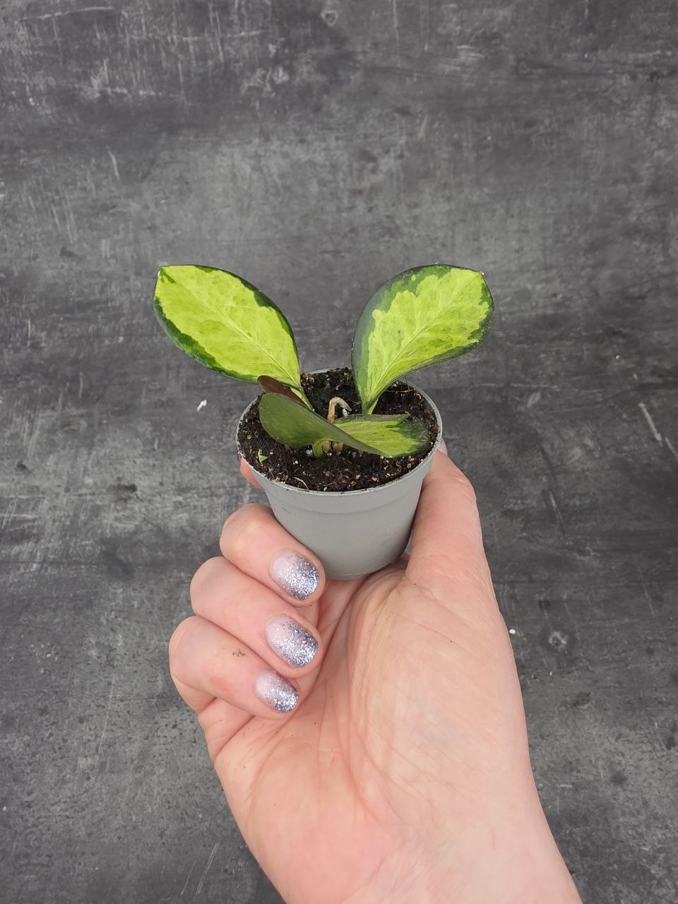 Hoya Australis Trikolor mini