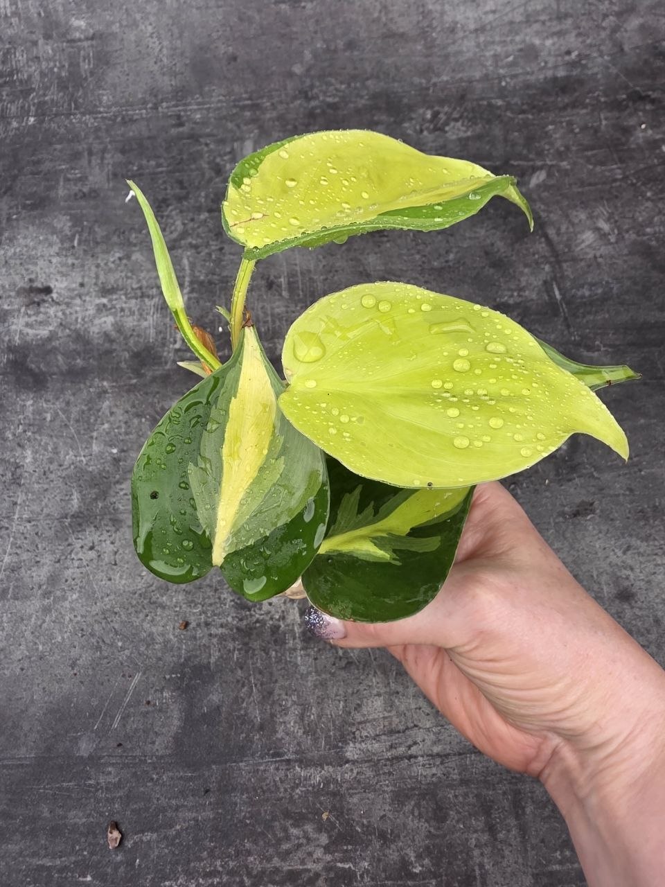 Philodendron Scandens Brasil mini