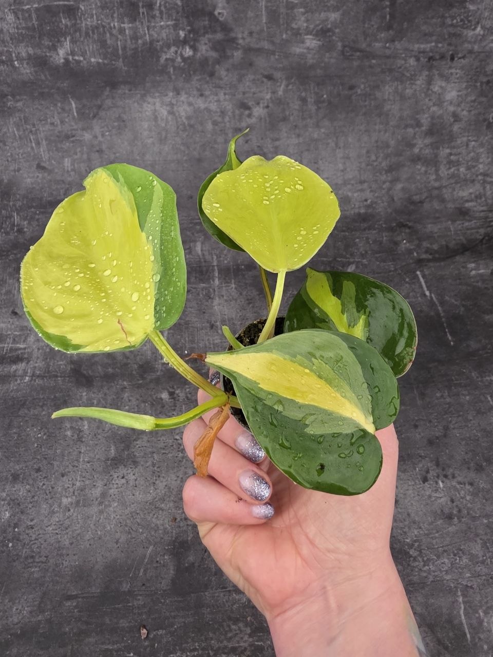 Philodendron Scandens Brasil mini