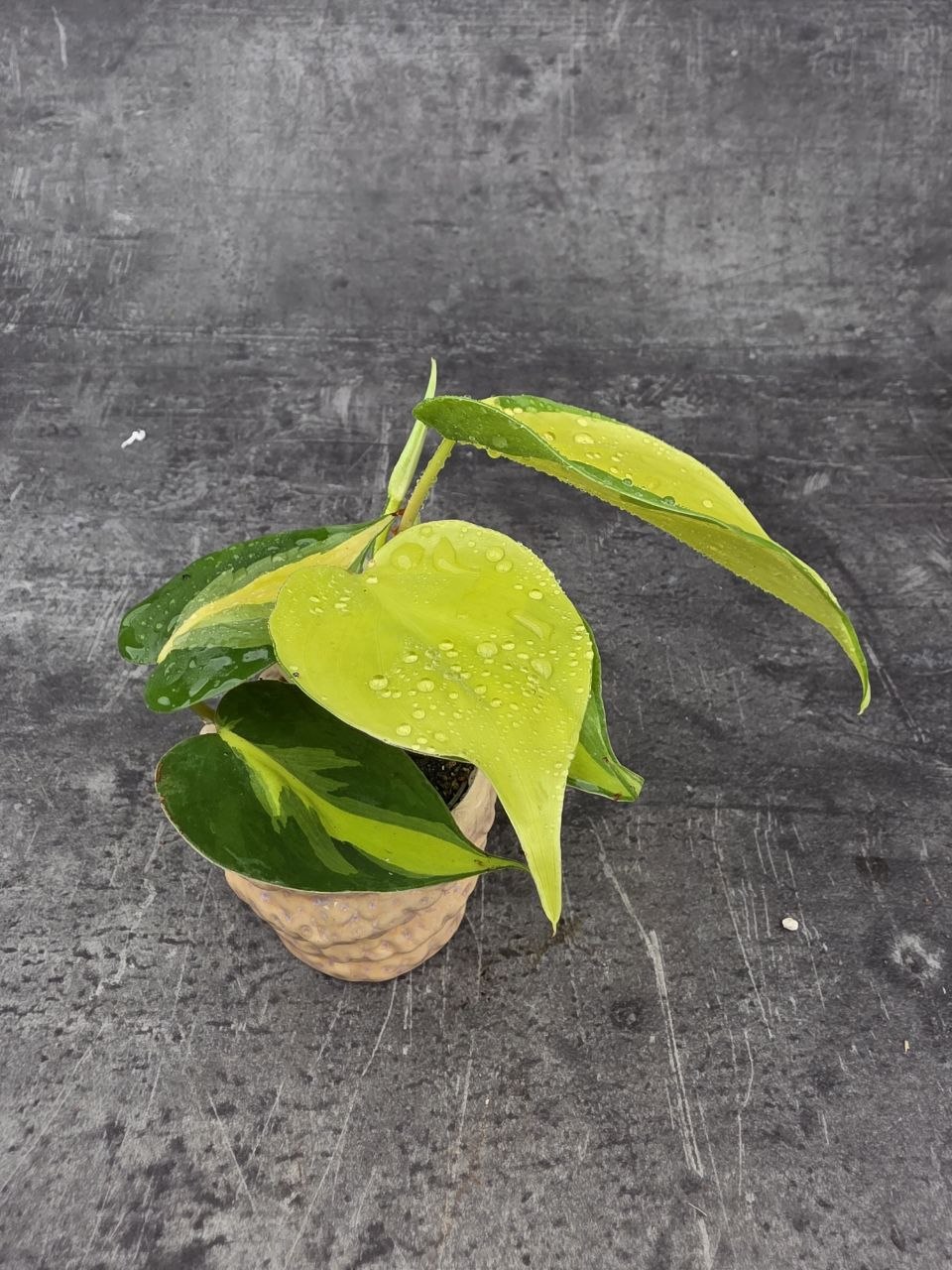 Philodendron Scandens Brasil mini