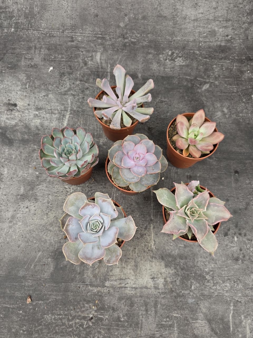 Echeveria 5