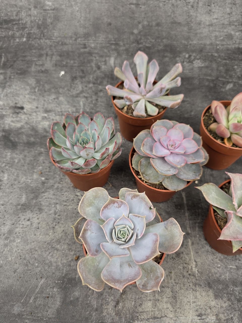 Echeveria 5