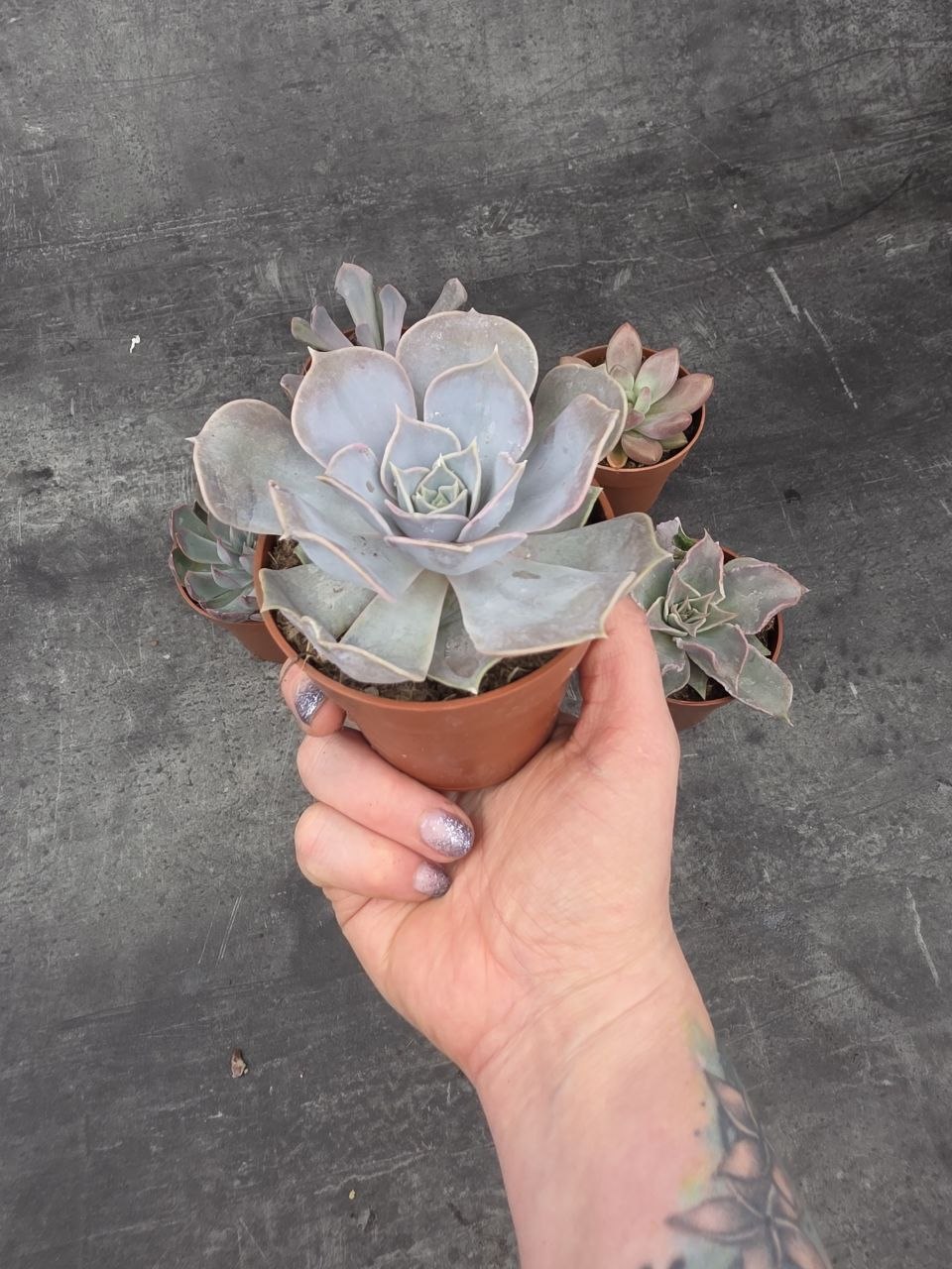 Echeveria 5